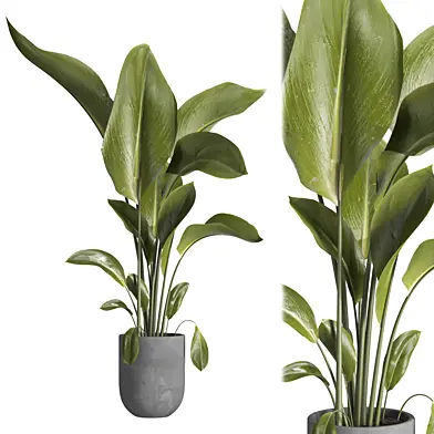 indoor plant 028