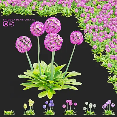 Примула зубчатая цветы | Primula denticulata