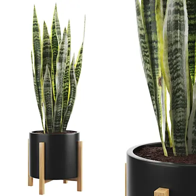 Sanseveria 04