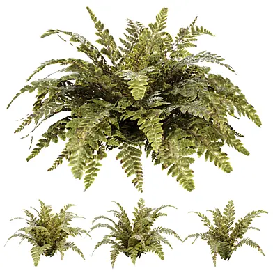 Tropical Crocodile Fern Decorative Bush
