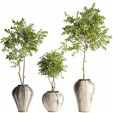 indoor plant set129