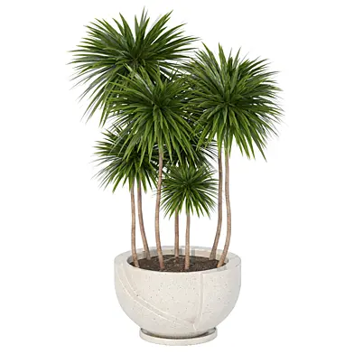 Indoor Plants In Pot 200