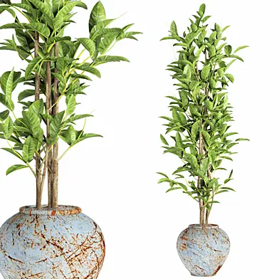 indoor plant set130