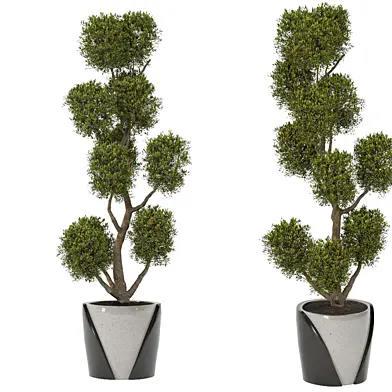 Tall Plant Tree Shrub 202