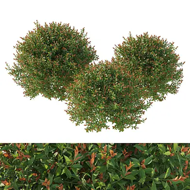 Acmena smithii Allyn Magic bush