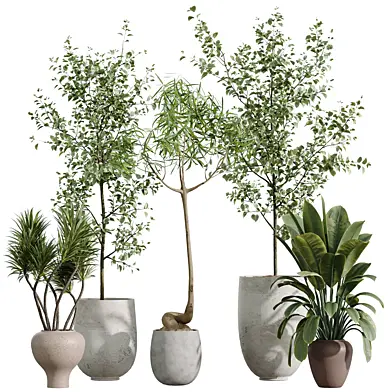 AV Indoor Plants Set 272 Beech Olea Europaea Olive Eucalyptus and Japandi Ficus Dracaena Marginata and Ficus Robusta and Yucca Aloifolia
