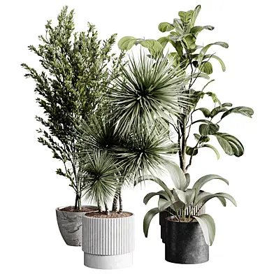Indoor plants 119 - plant collections in pot
