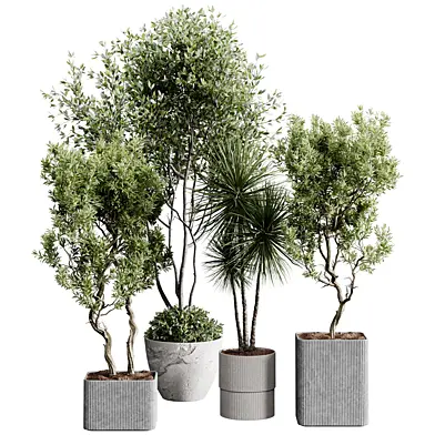 indoor plants 123 - plant collections in pot
