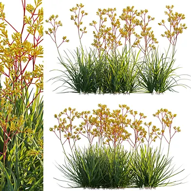 Anigozanthos flavidus - Kangaroo Paw 02