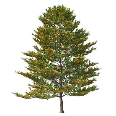 Grevillea robusta tree 03