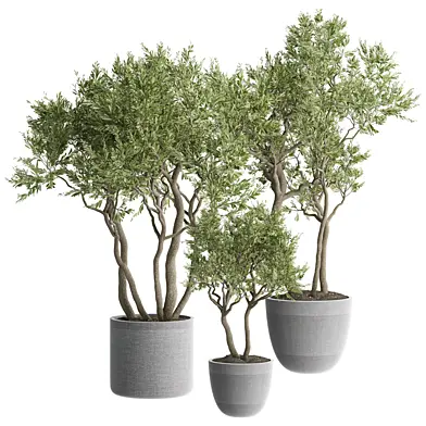 indoor Plant 645