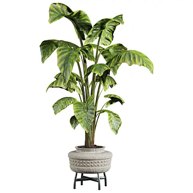 Plants Set 192