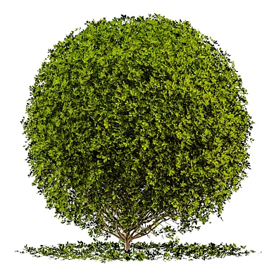 Decorotive tree