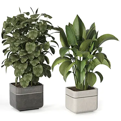 Plants Collection in Pot Set 237