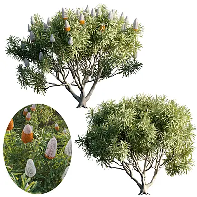 Banksia prionotes - Acorn banksia 03