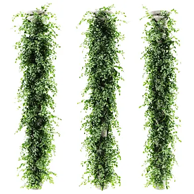 Ivy Plant Set 06