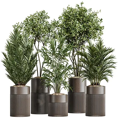 AV Indoor Plants Set 330 Palm Kentia and Olive Eucalyptus and Dypsis Palm