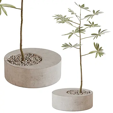Indoor plants 128- Plant in pot