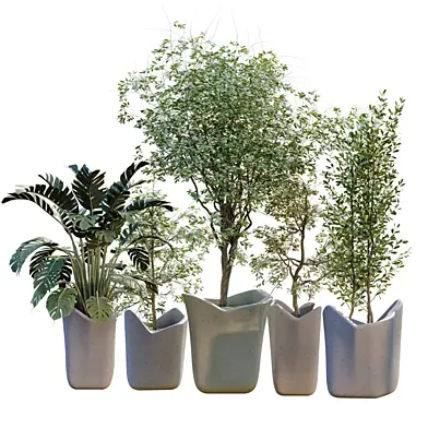 Indoor plant collection set 689