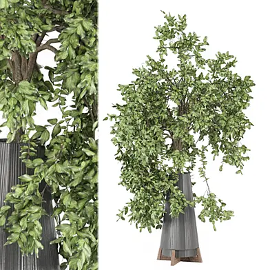 outdoor Plants Collection 2036