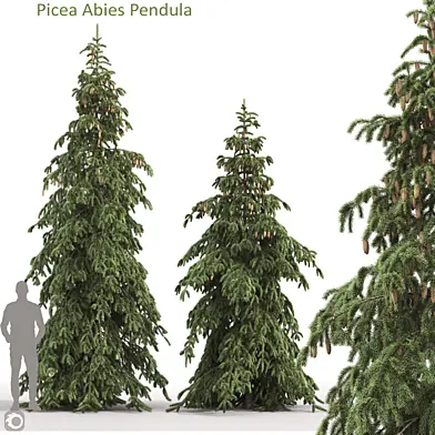 Picea Abies Pendula