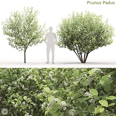 Prunus Padus