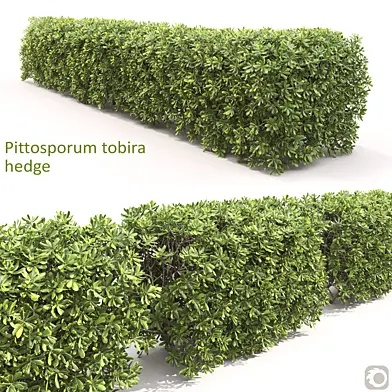 Pittosporum Tobira Hedge