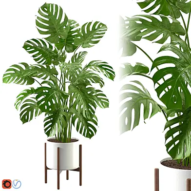 Monstera Plant Set 07