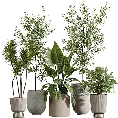 AV Indoor Plants Set 346 Alocasia Wentii and Olive Eucalyptus and Yucca Palm  and  Foliage Dollar