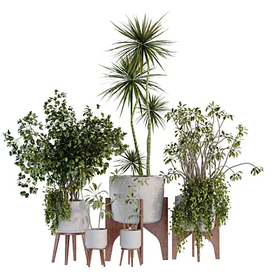 Indoor collection of plant  set 705