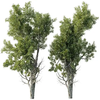 Broadleaf Tree Set 11