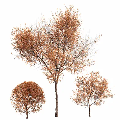 Autumn seedlings and topiary bushes set 016