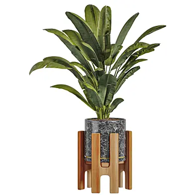 Indoor plant 012