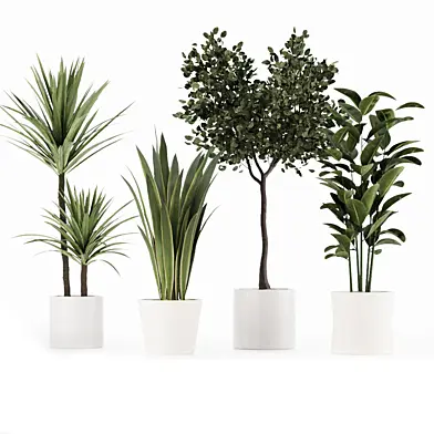indoor plant 001