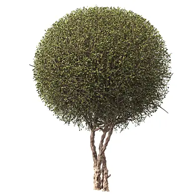topiary tree 018