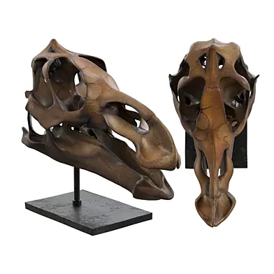 Edmontosaurus Skull