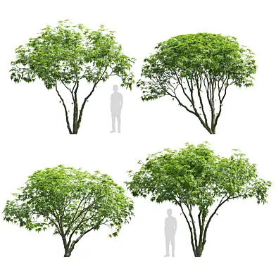 Acer palmatum 03