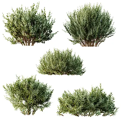 AV 14 different Montra Olive Bush