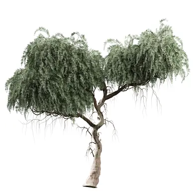 tree vol 39