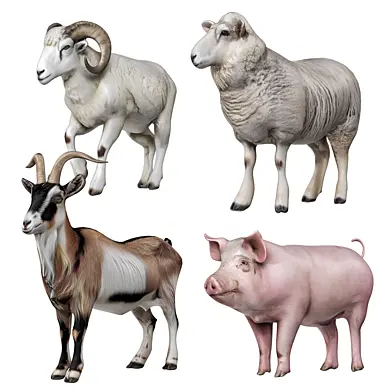 Farm animals 2
