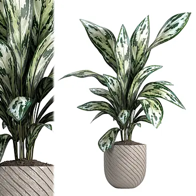 indoor plant 050