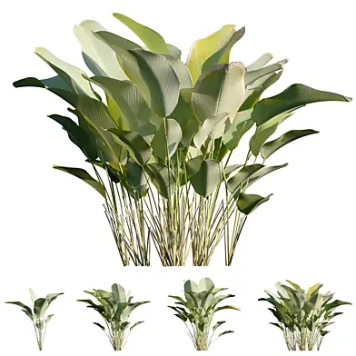 Calathea lutea - Cigar calathea