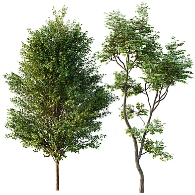 AV Canadian Poplar and Hazel leave