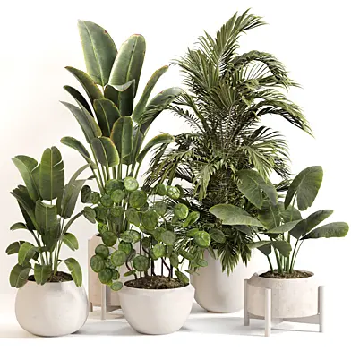 Indoor Plant Set 0161