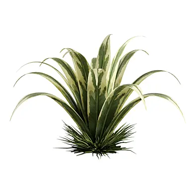 plant 6-2