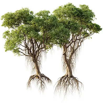 AV 2 Trees Mangrove Gray Avicennia Marina