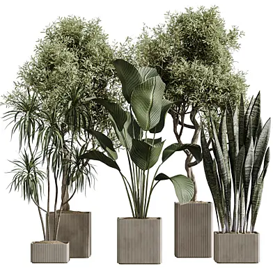AV Indoor Plants Set 390 Warneckii Lemon and Olive and Green Sansevieria and Calathea Lutea