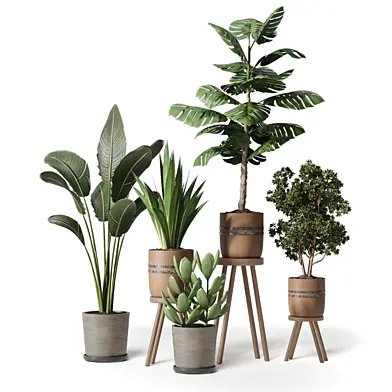 Indoor Plants Collection Set 289