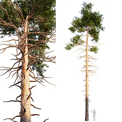 Pine Tree