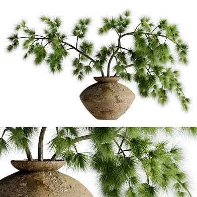 Pine Branch Bouquet in a Clay Pot 78